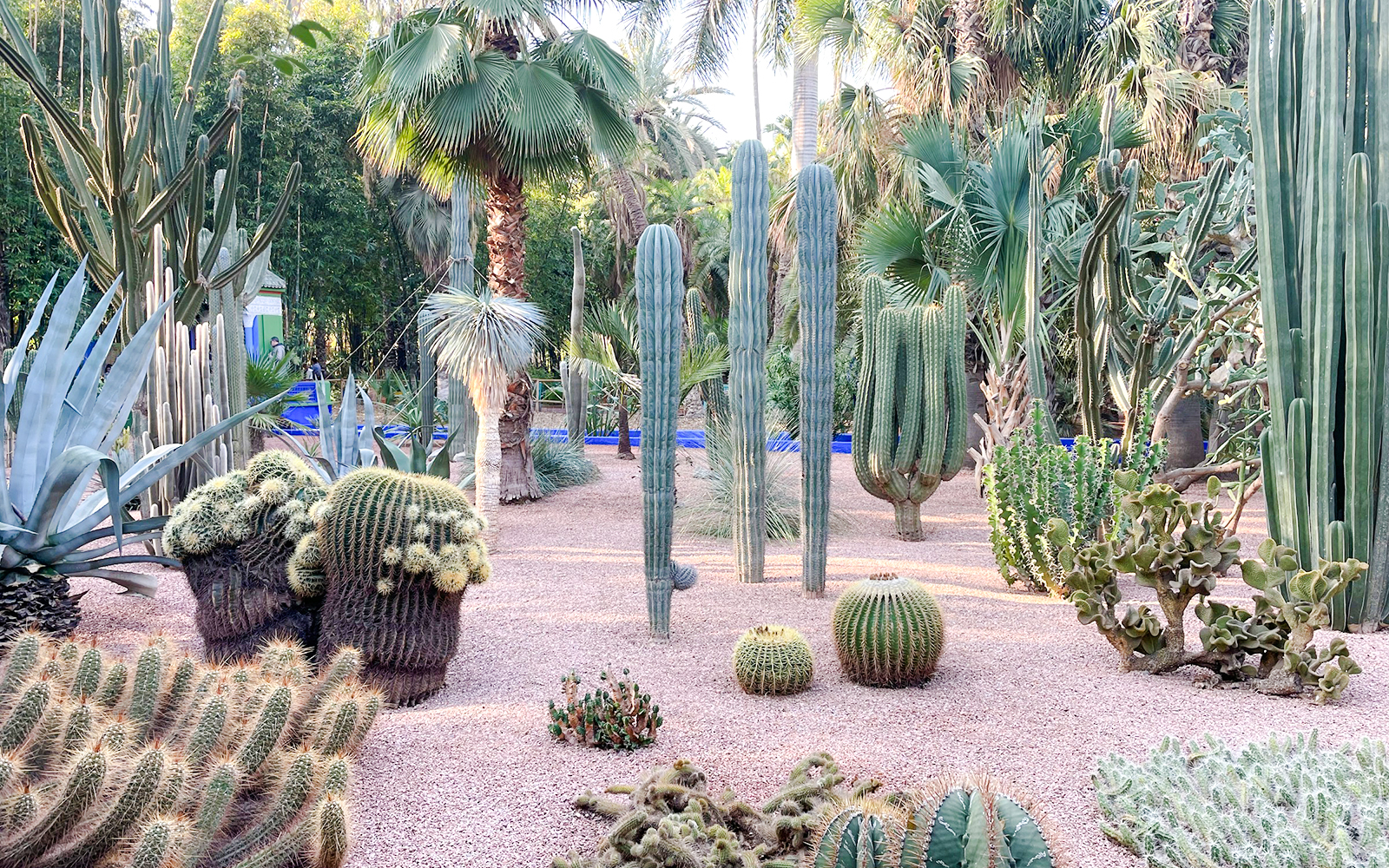 Cacti and palm trees in Jardin Majorelle, Marrakech.