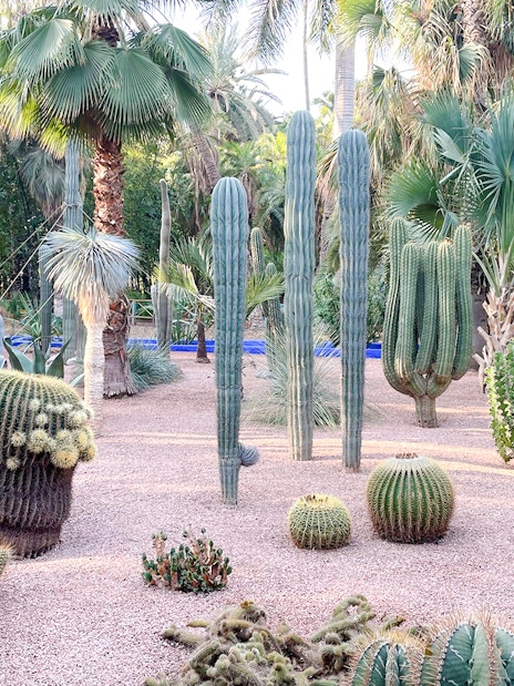 Cacti and palm trees in Jardin Majorelle, Marrakech.