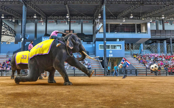 Elephants performing with trainers at Nong Nooch Tropical Garden show in Thailand.