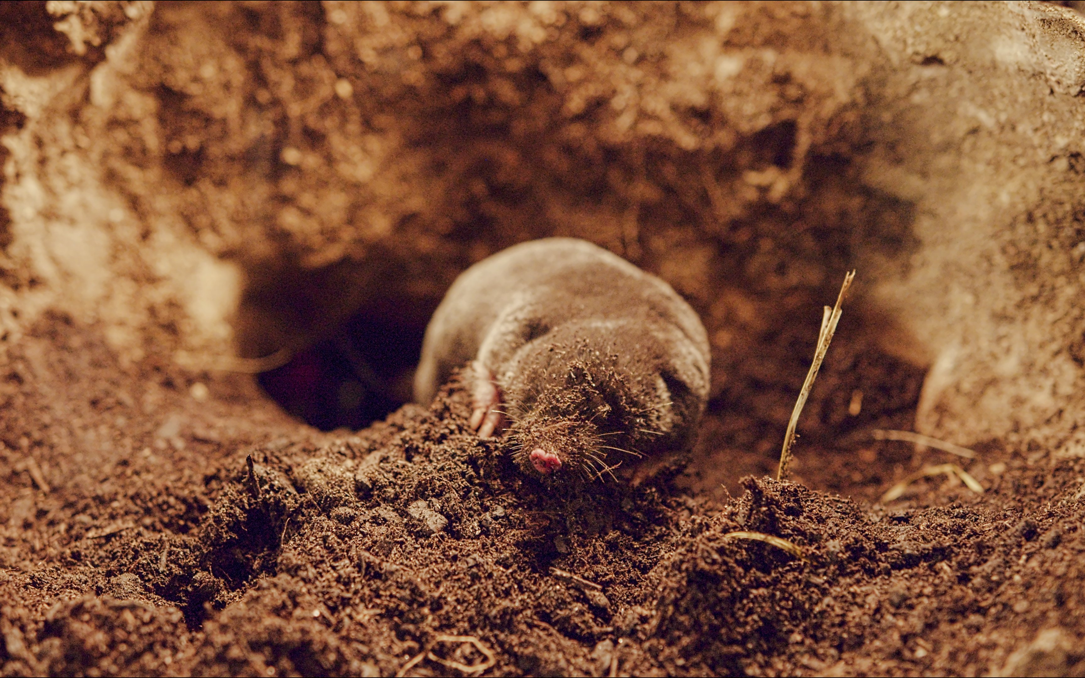 Mole digging in soil at Vivid: Immerse Your Senses exhibit, California Academy of Sciences.