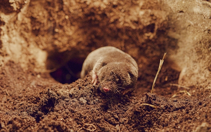 Mole digging in soil at Vivid: Immerse Your Senses exhibit, California Academy of Sciences.