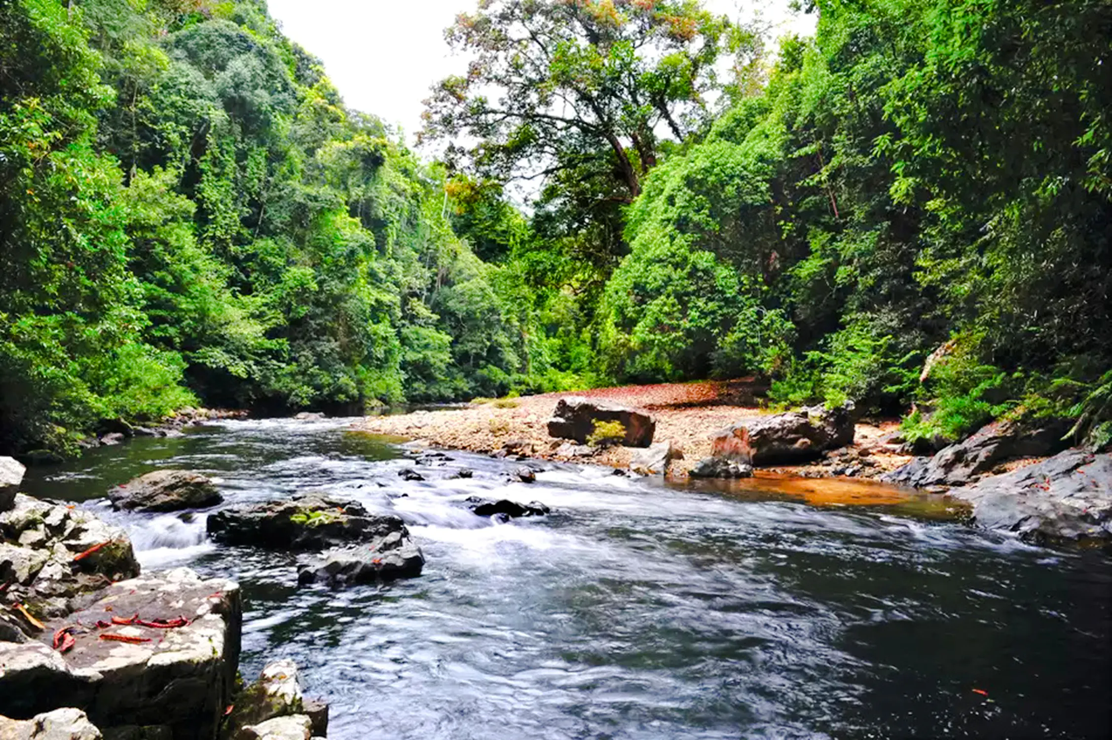from kuala lumpur: taman negara national park private day trip with canopy walkway-19