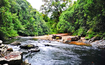 desde kuala lumpur: excursión privada de un día al parque nacional de taman negara con paseo por las copas de los árboles-19