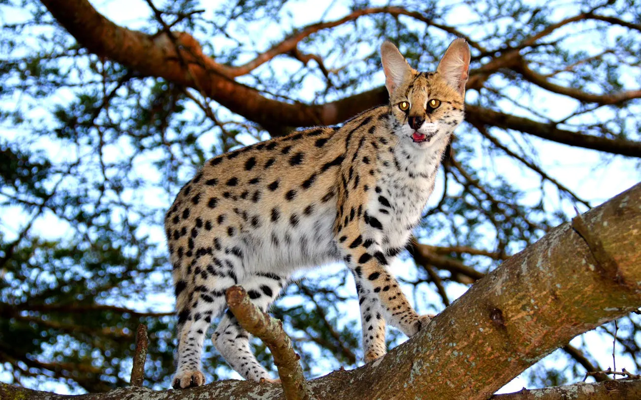 Serval cat on a tree branch at Emdoneni Wild Cat Conservation, Hluhluwe Safari.