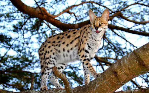 Serval cat on a tree branch at Emdoneni Wild Cat Conservation, Hluhluwe Safari.