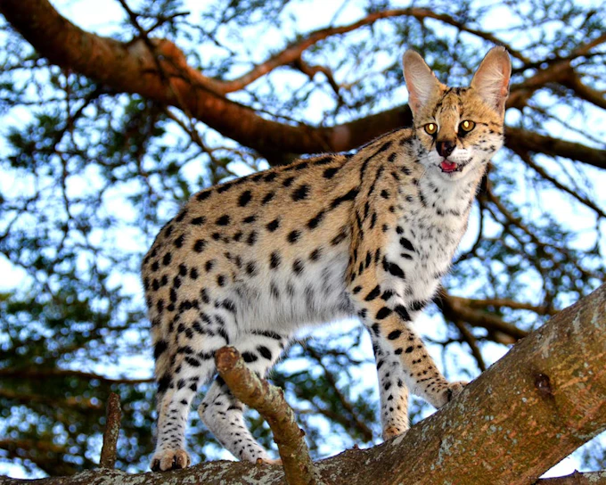 From Durban: Hluhluwe Imfolozi Big 5 Safari & Emdoneni Wild Cat Conservation Tour
