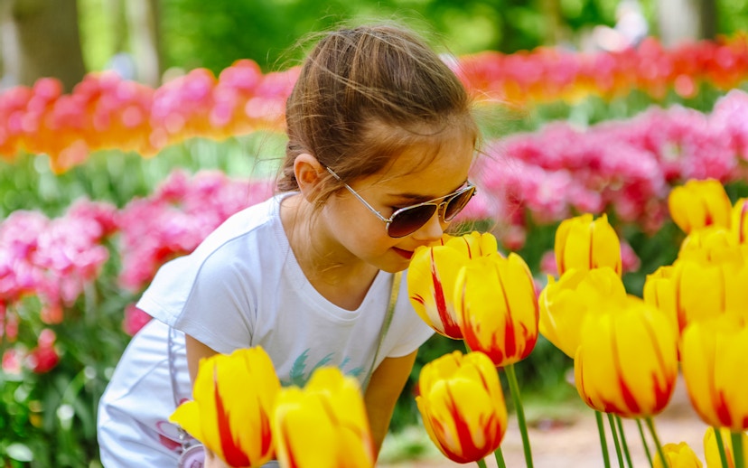 Child enjoying tulips at Tulip Experience Amsterdam.