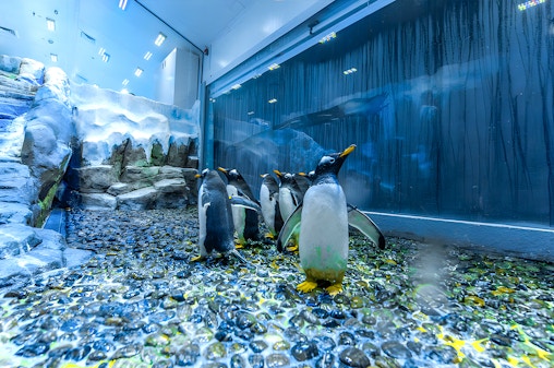 Dubai Aquarium & Underwater Zoo with Penguin Cove Tickets