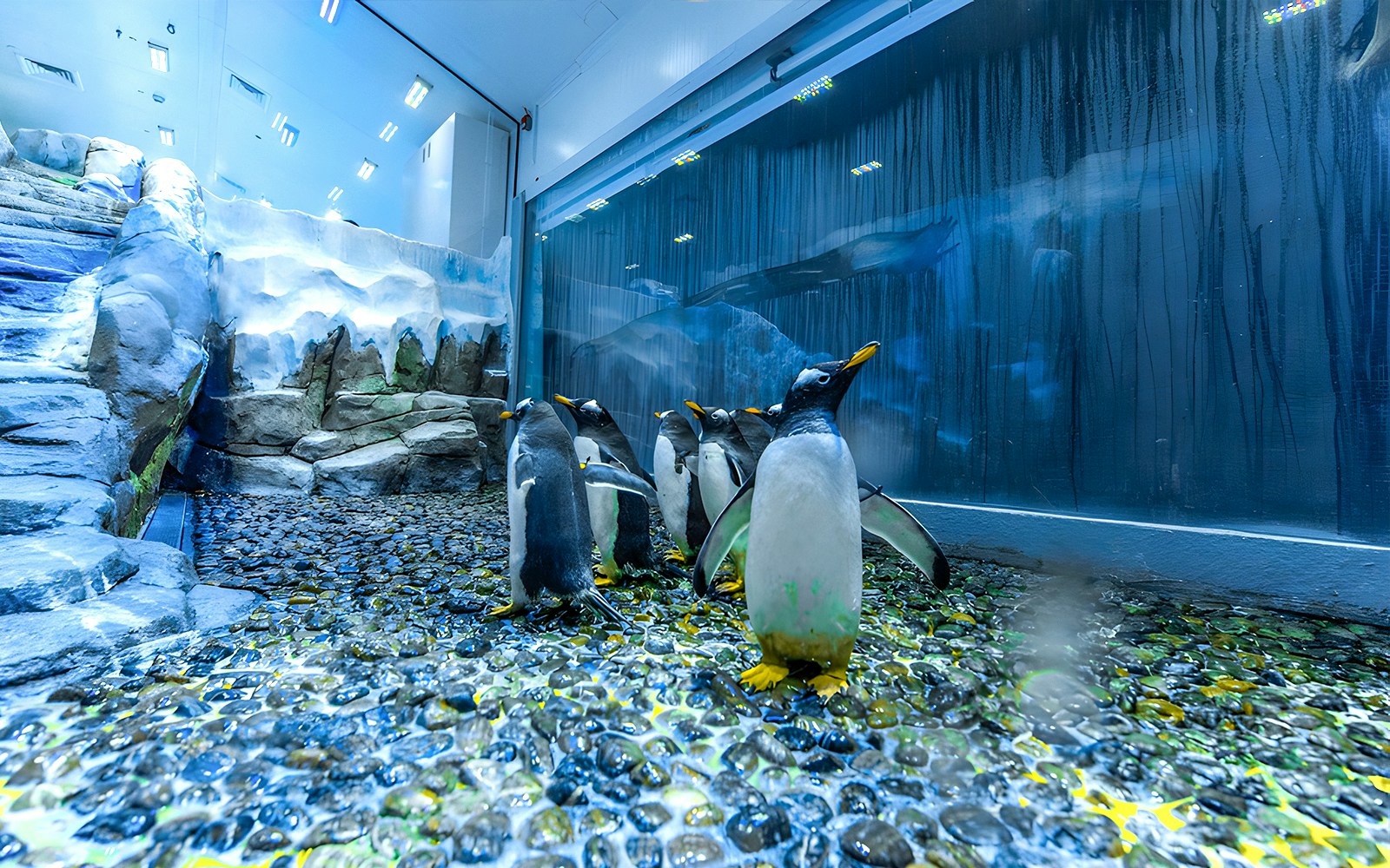 Penguins in the Dubai Aquarium Underwater Zoo.