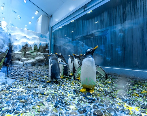 Dubai Aquarium tickets