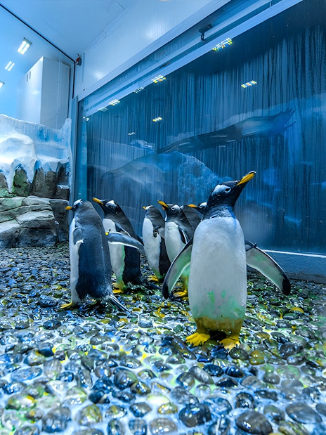 Penguins at Dubai Aquarium Underwater Zoo on rocky terrain.