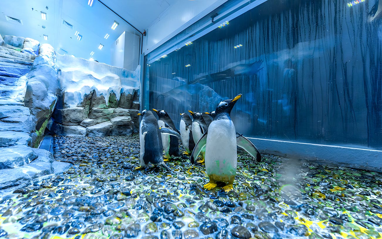 Penguins at Dubai Aquarium Underwater Zoo on rocky terrain.