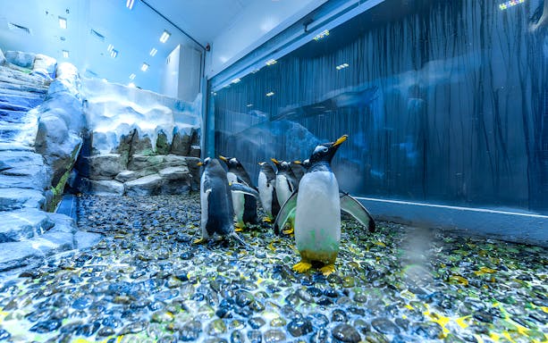 Penguins at Dubai Aquarium Underwater Zoo on rocky terrain.