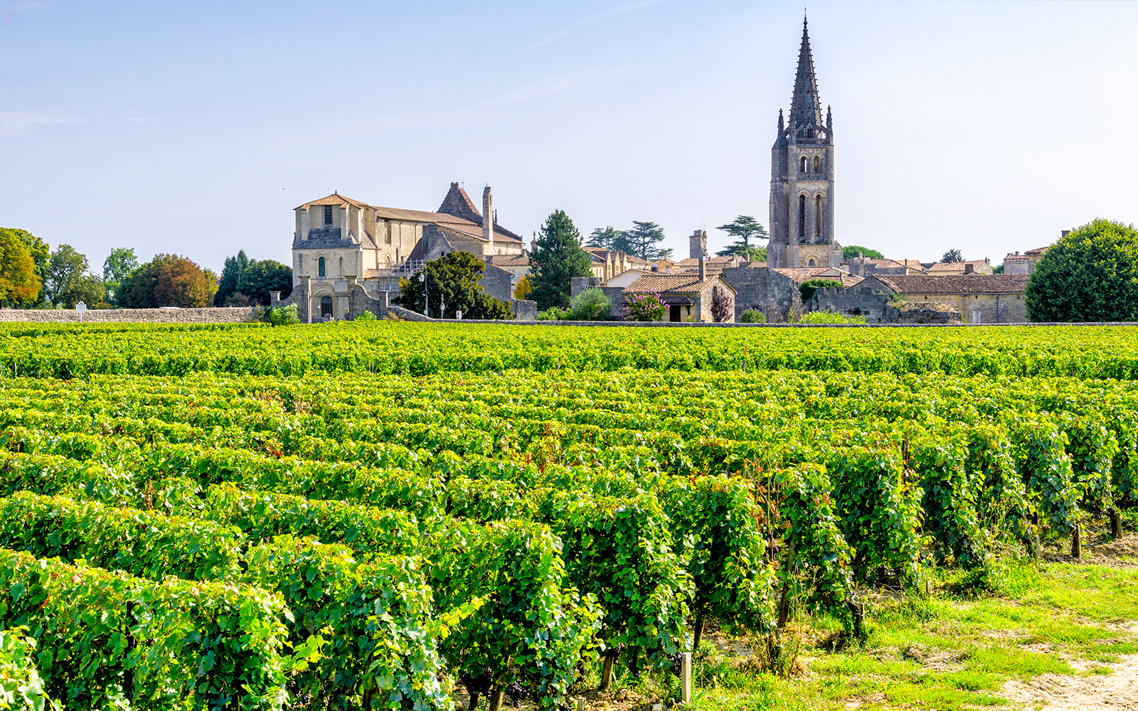 Vineyards in Saint-Emilion with church tower and village in the background.