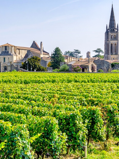 Vineyards in Saint-Emilion with church tower and village in the background.