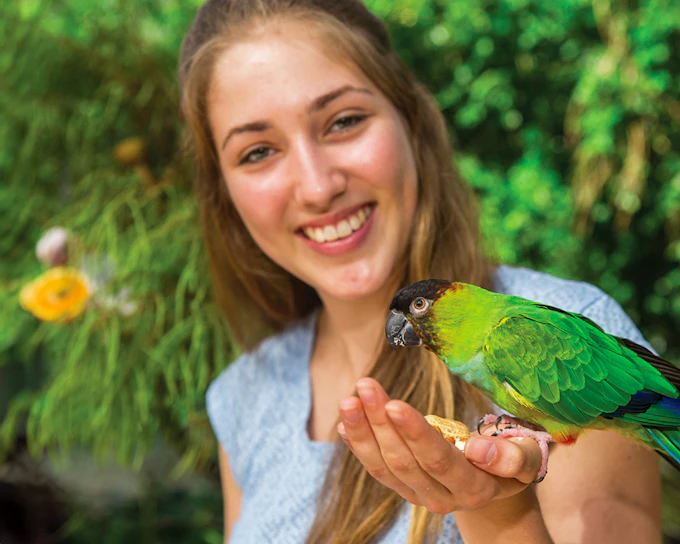 Tickets to Kuranda Koala Gardens, Birdworld Kuranda, & Australian Butterfly Sanctuary