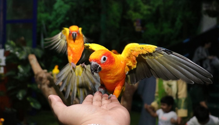 Dolphins performing at Dubai Dolphinarium's Creek Park Exotic Bird Show.