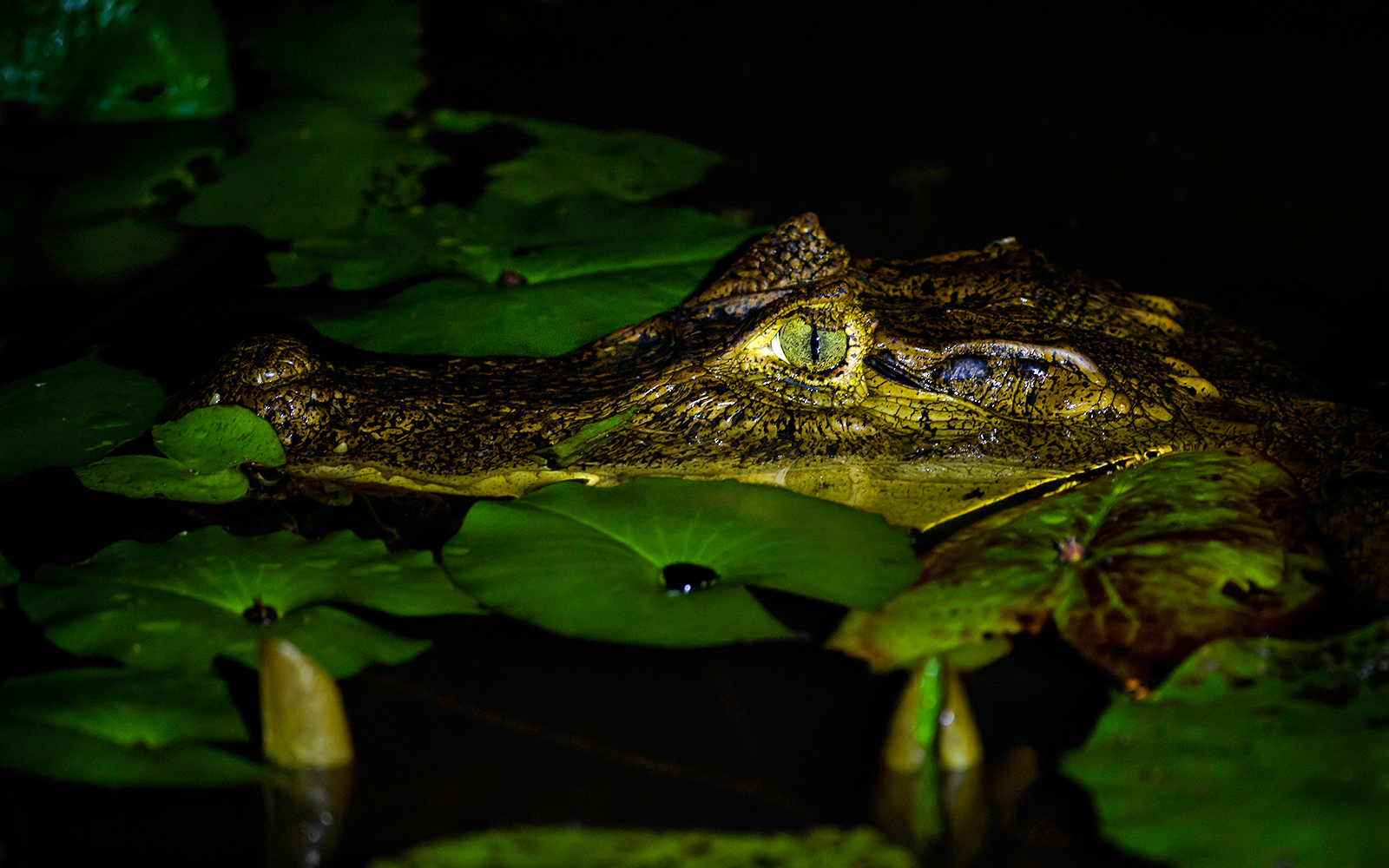 Crocodile partially submerged among lily pads at night.
