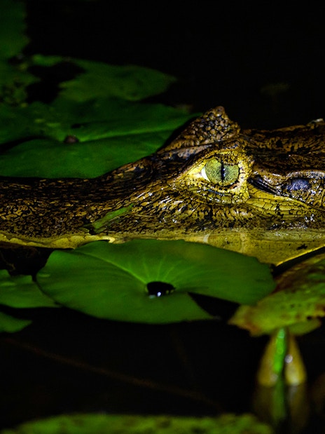Crocodile partially submerged among lily pads at night.