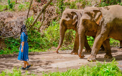 Woman walking with elephants at Lily Elephant Camp, Phuket.