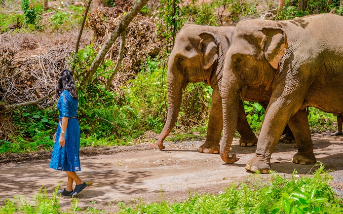 Woman walking with elephants at Lily Elephant Camp, Phuket.