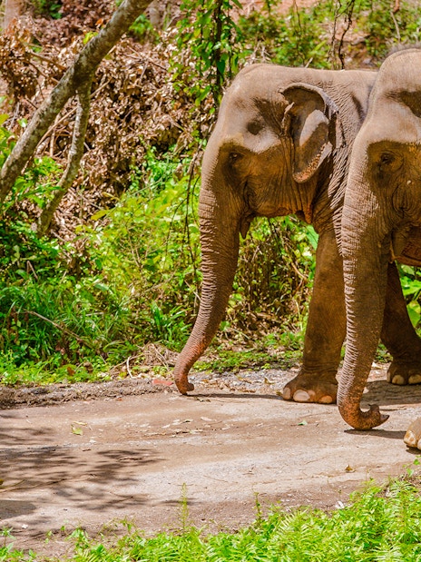Woman walking with elephants at Lily Elephant Camp, Phuket.