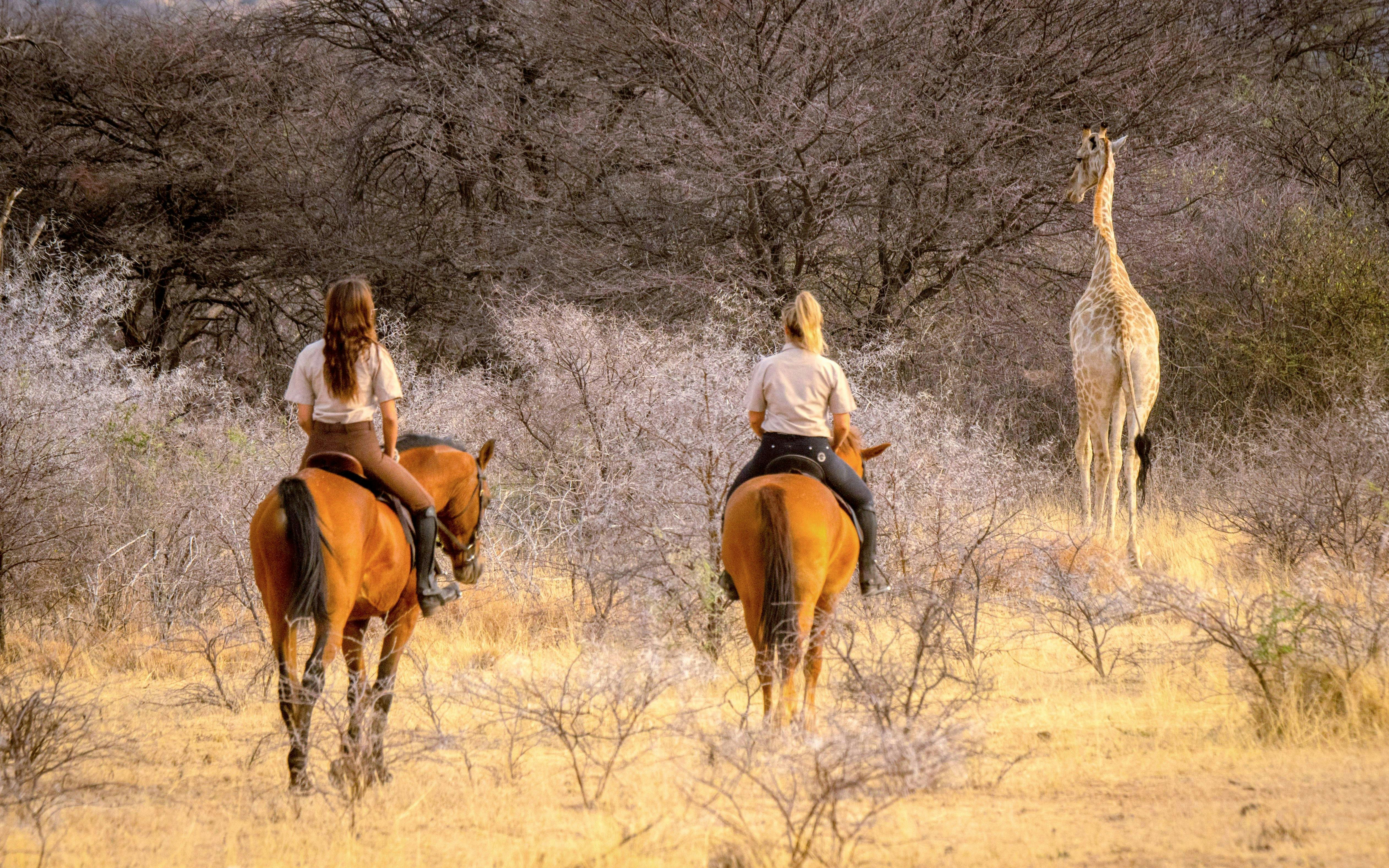 Riders on horseback approach a giraffe in an African savanna during a safari.