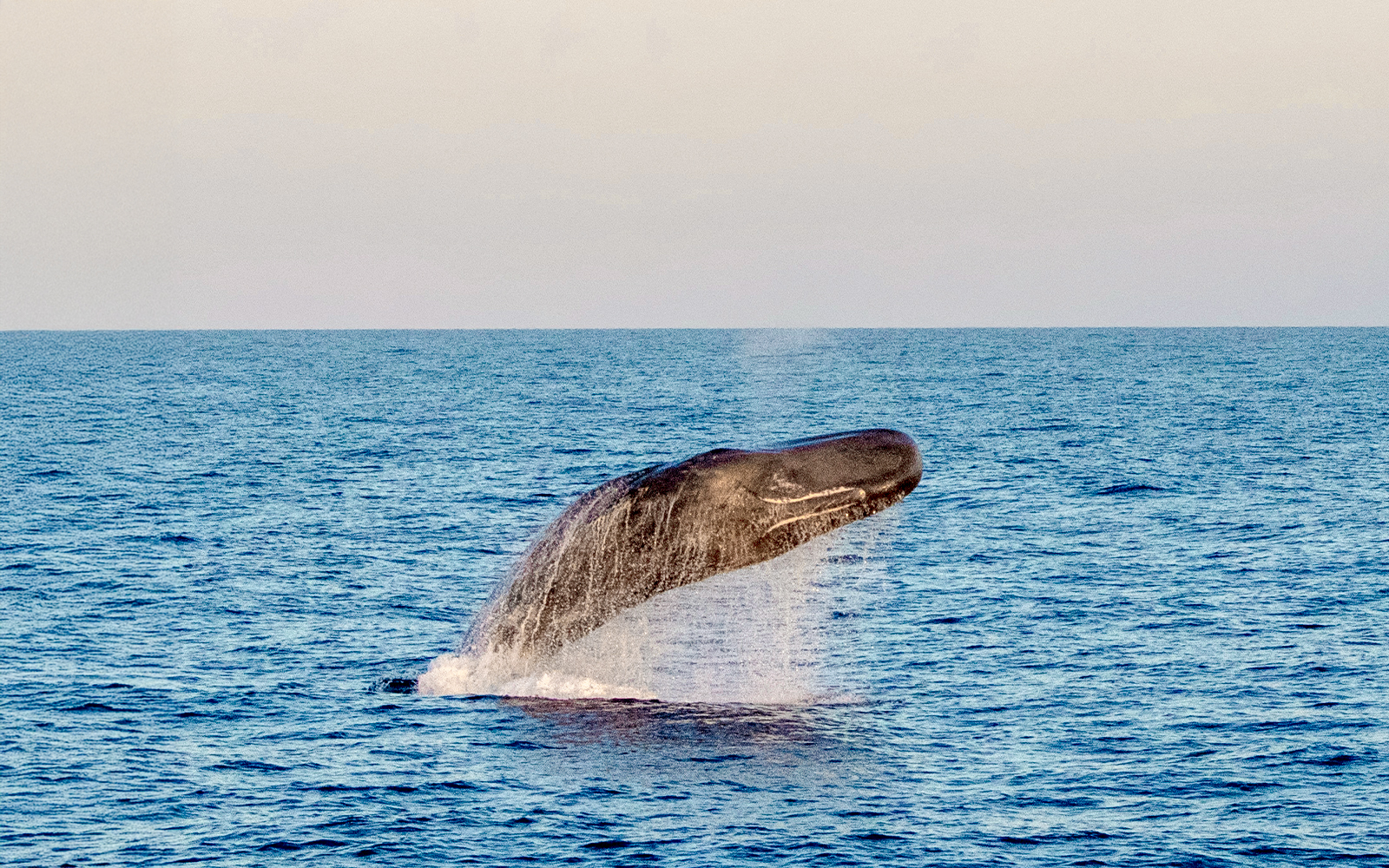 Sperm whale breaching at sunset in Tenerife.