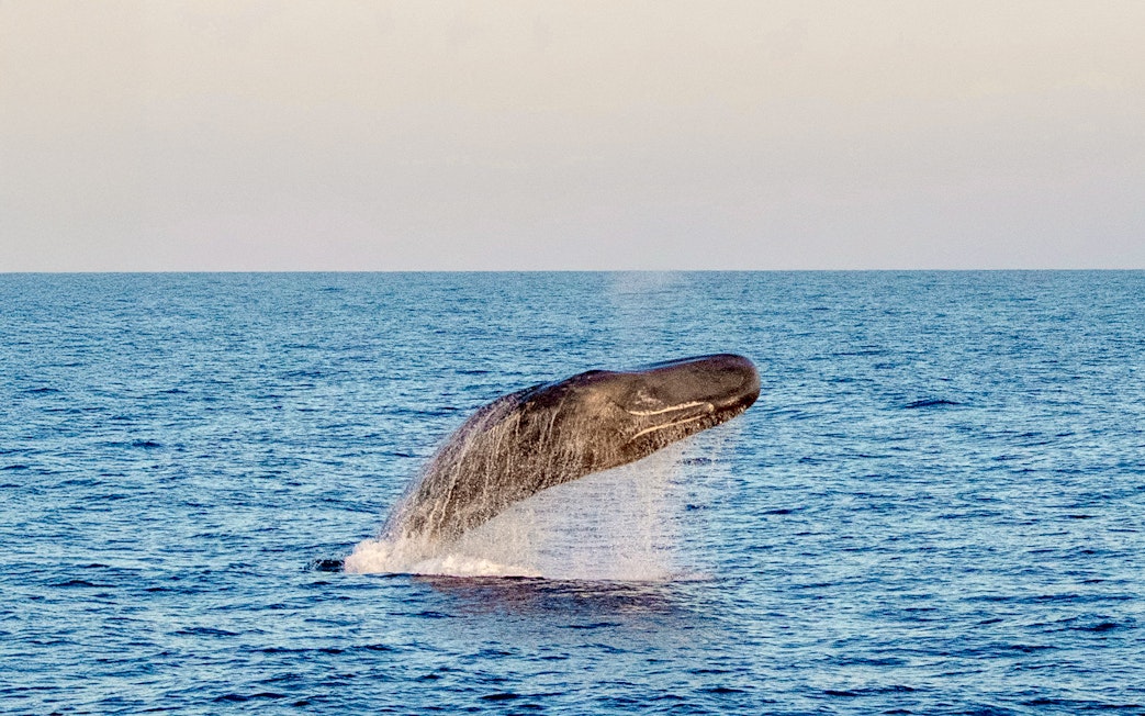 Sperm whale breaching at sunset in Tenerife.