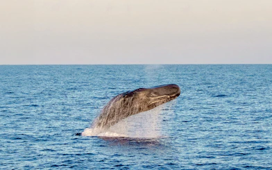 Sperm whale breaching at sunset in Tenerife.