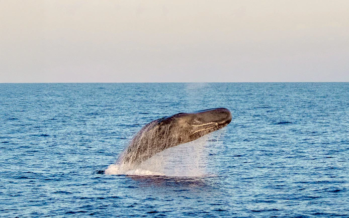 Sperm whale breaching at sunset in Tenerife.