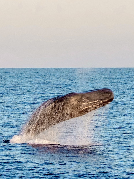 Sperm whale breaching at sunset in Tenerife.