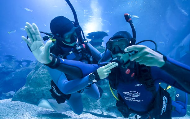 Divers participating in PADI shark diving program at Singapore Oceanarium.