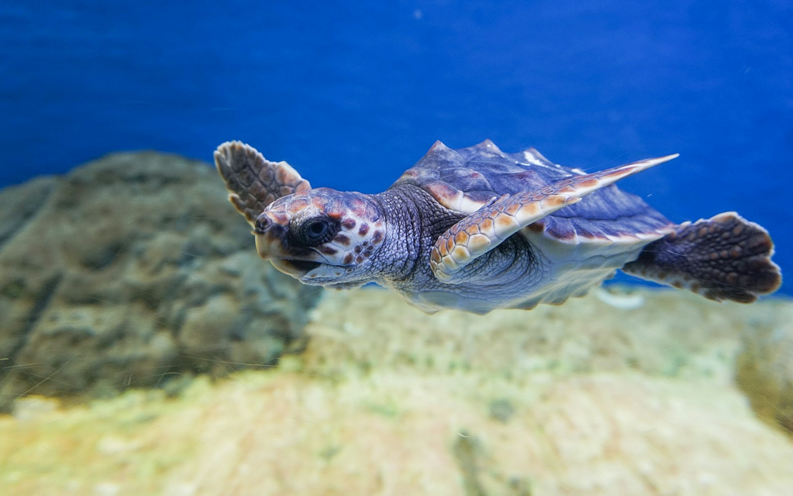 Loggerhead sea turtle swimming in Seville Aquarium tank.