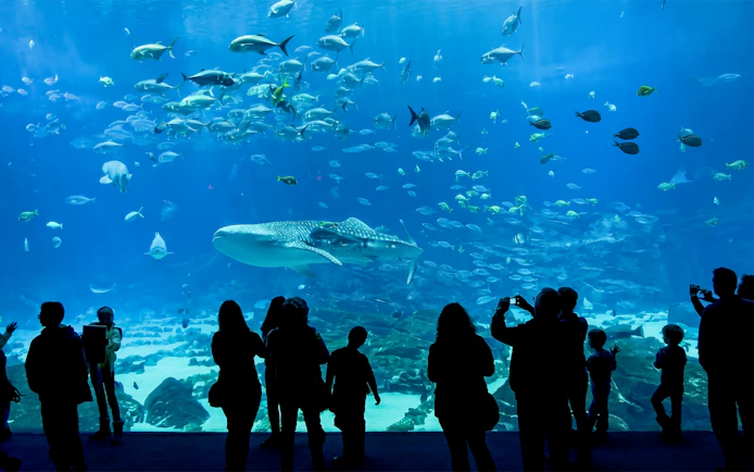 Visitors viewing marine life at Georgia Aquarium with a whale shark swimming.