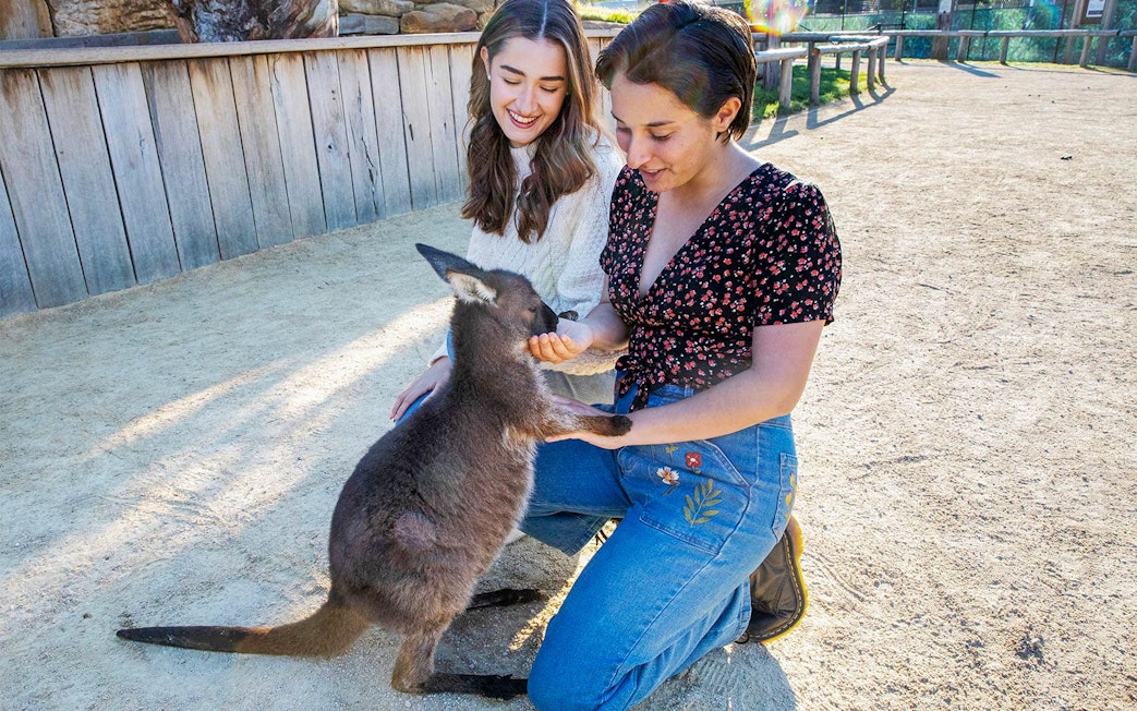 Guests interacting with a kangaroo at Sydney Zoo.