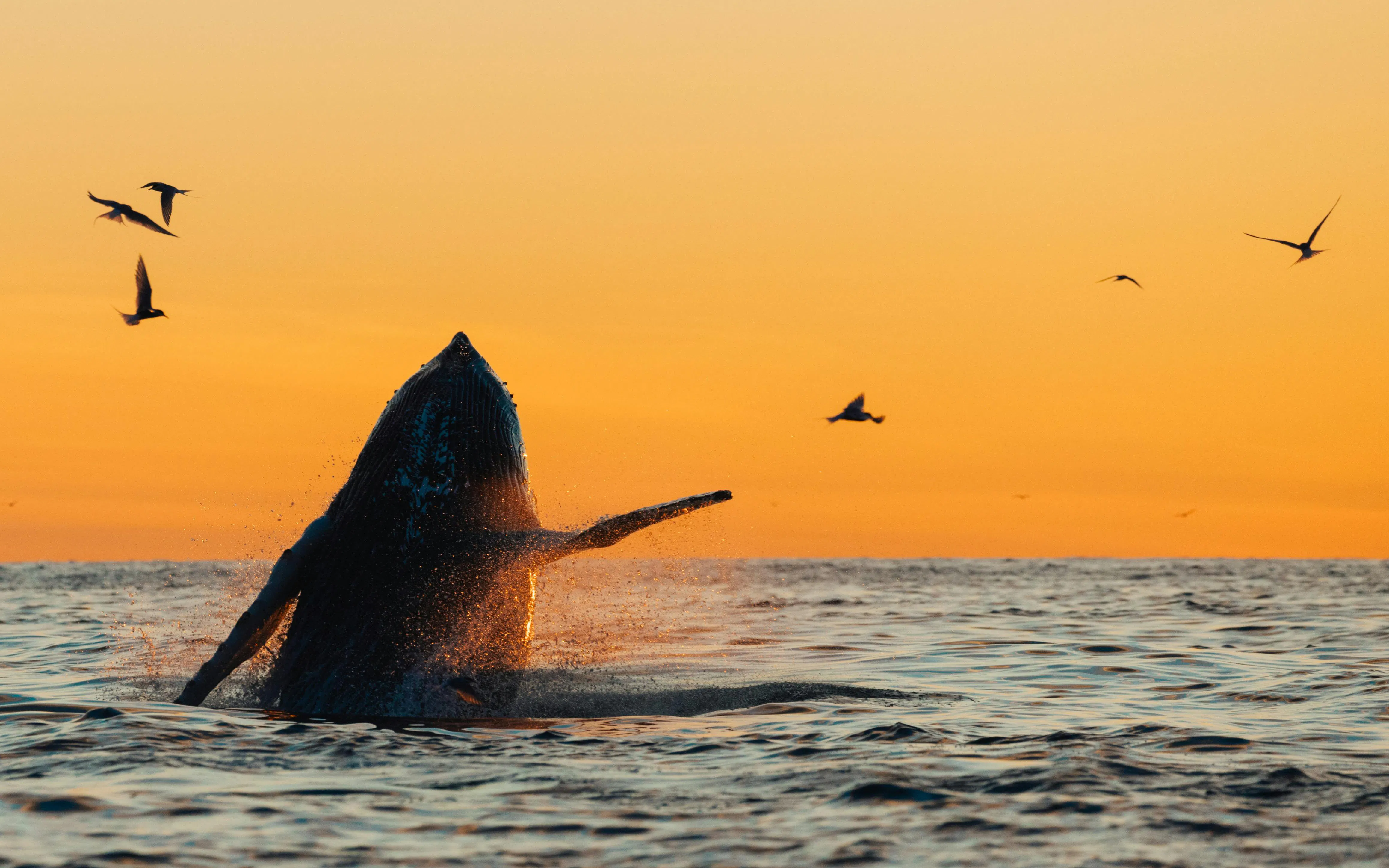 Humpback whale breaching at sunset with birds flying nearby.