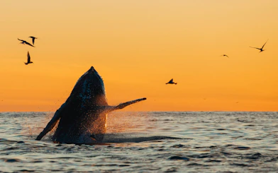 Humpback whale breaching at sunset with birds flying nearby.