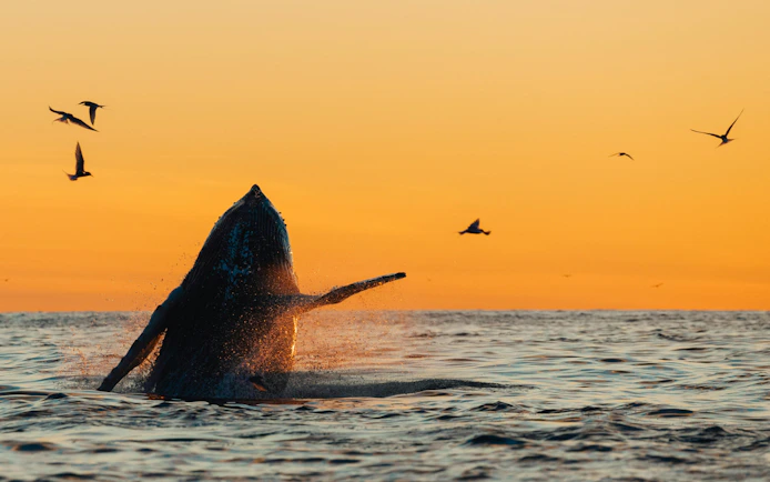 Humpback whale breaching at sunset with birds flying nearby.