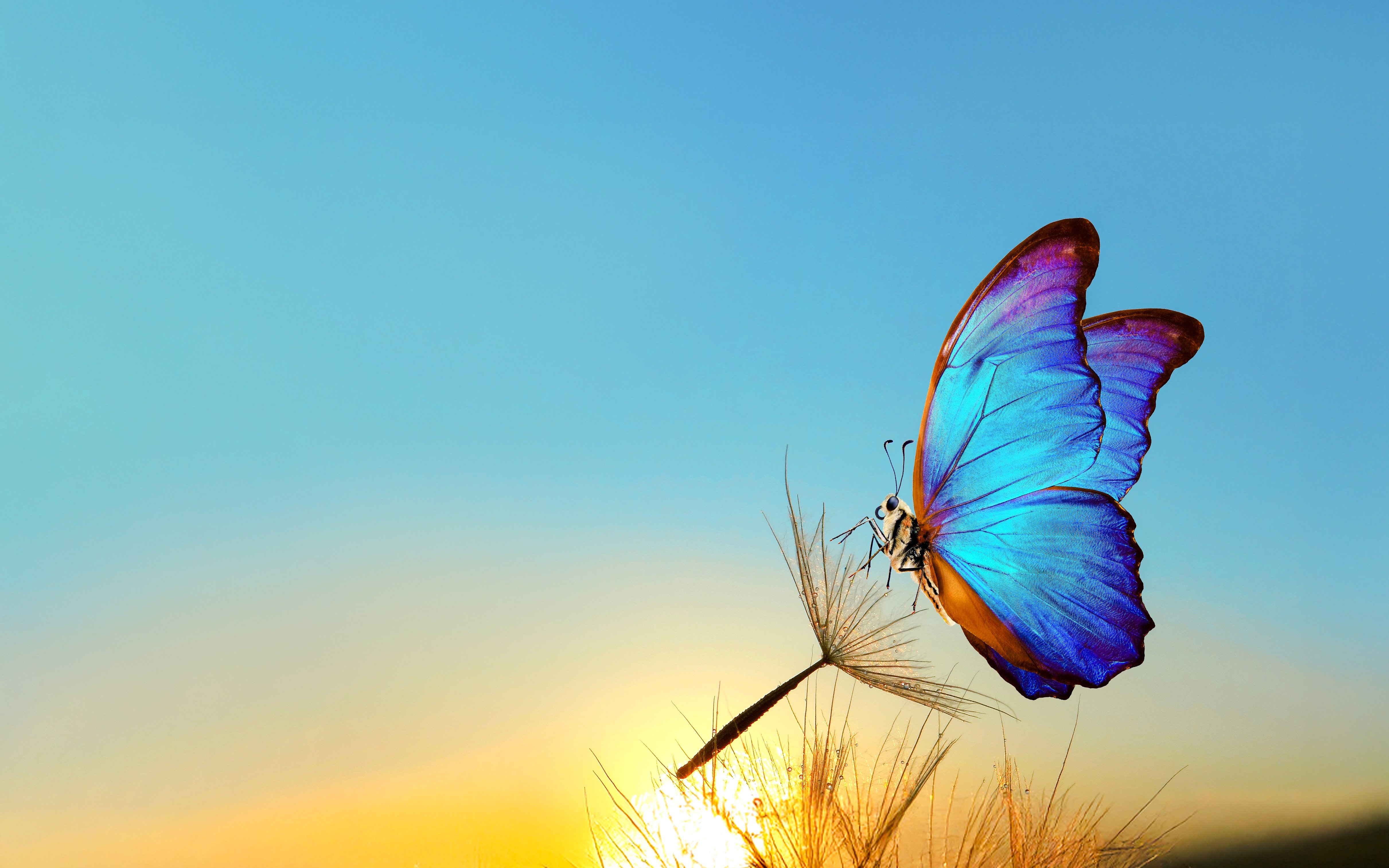 Blue butterfly perched on a dandelion at sunrise in The Butterfly Garden.