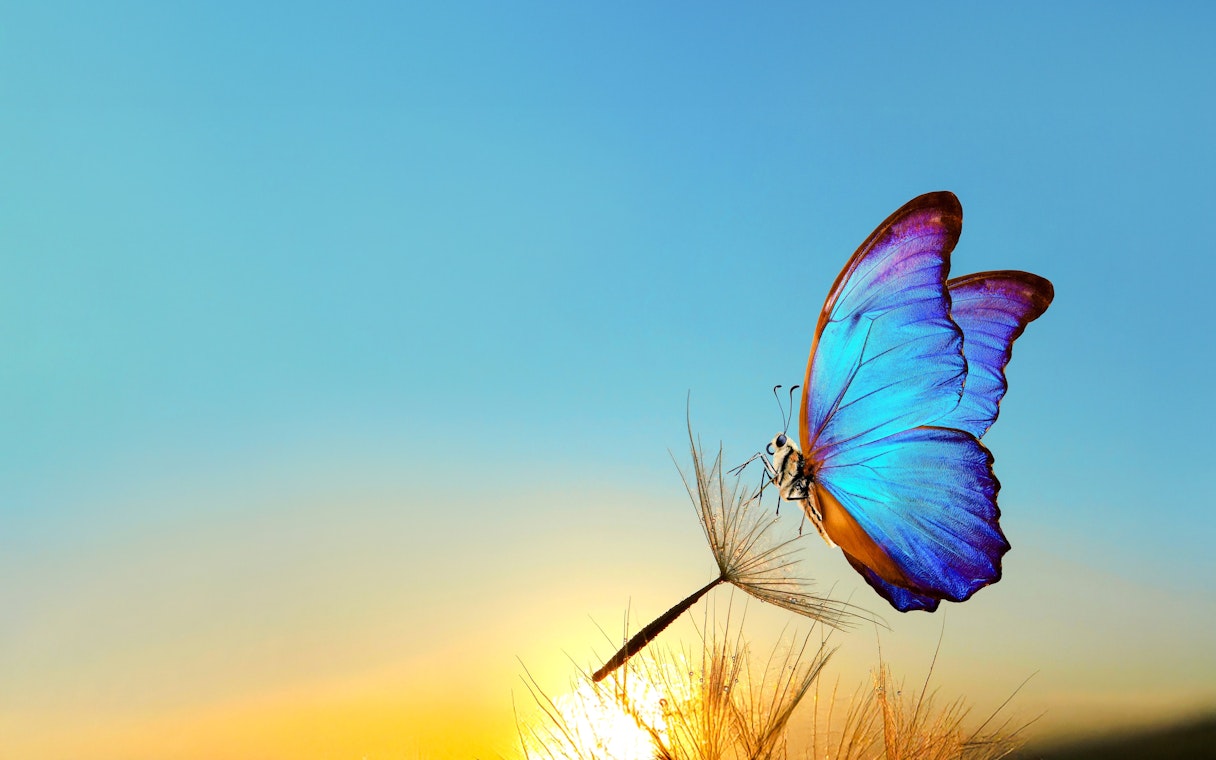 Blue butterfly perched on a dandelion at sunrise in The Butterfly Garden.