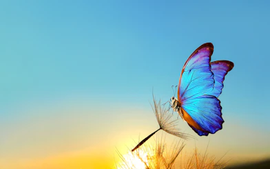 Blue butterfly perched on a dandelion at sunrise in The Butterfly Garden.