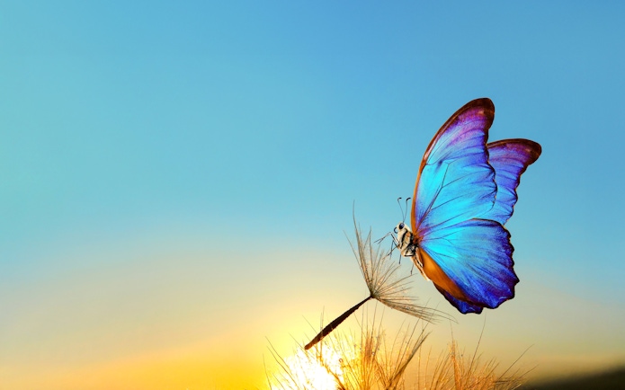 Blue butterfly perched on a dandelion at sunrise in The Butterfly Garden.
