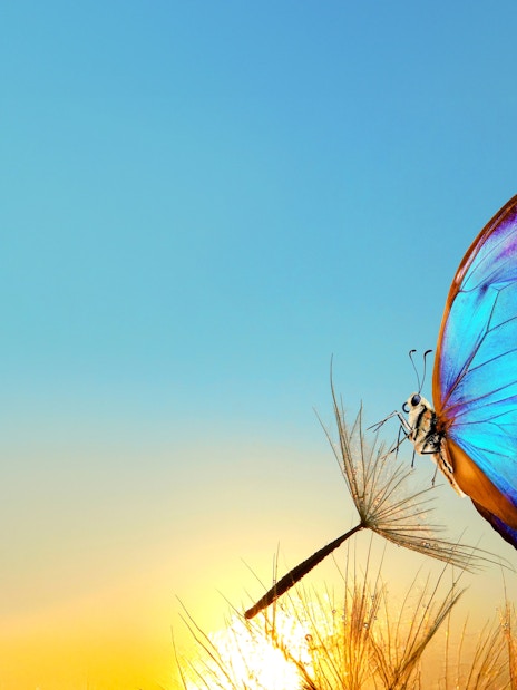 Blue butterfly perched on a dandelion at sunrise in The Butterfly Garden.
