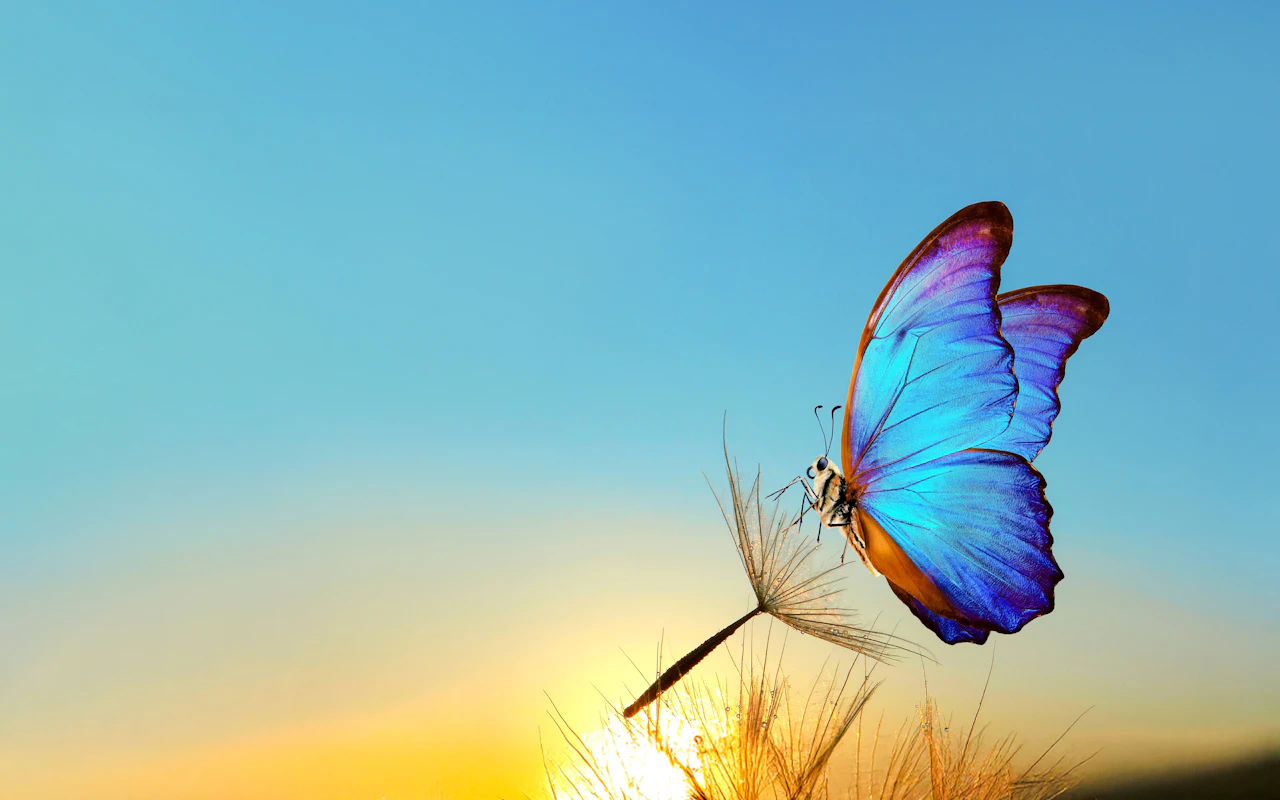 Headout Exklusiv: The Butterfly Gardens Abu Dhabi Tickets — 3