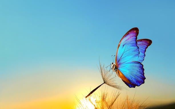 Blue butterfly perched on a dandelion at sunrise in The Butterfly Garden.