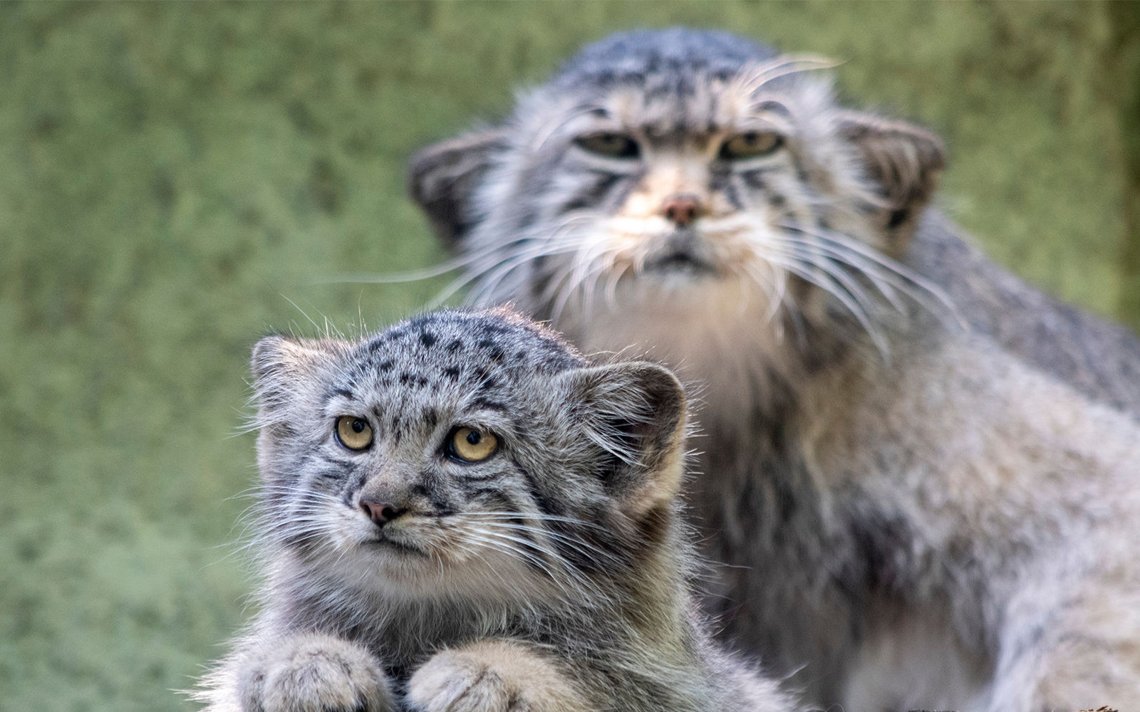 Budapest zoo - This is a Photograph of Budapest zoo