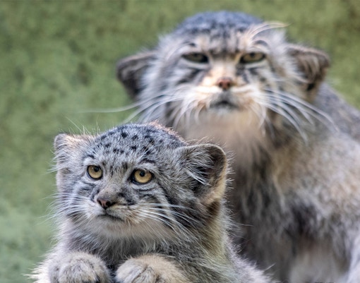 Budapest zoo - This is a Photograph of Budapest zoo