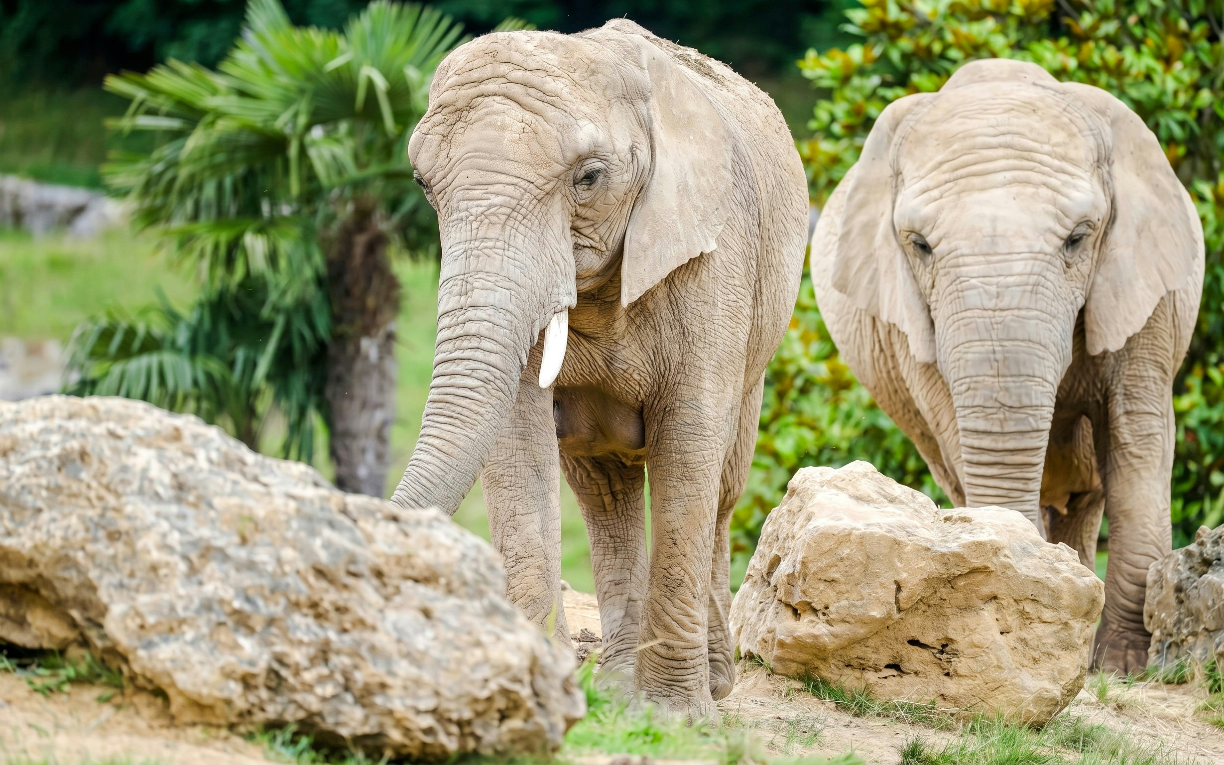 Elephants walking among rocks at ZooParc de Beauval Elephant Plains.