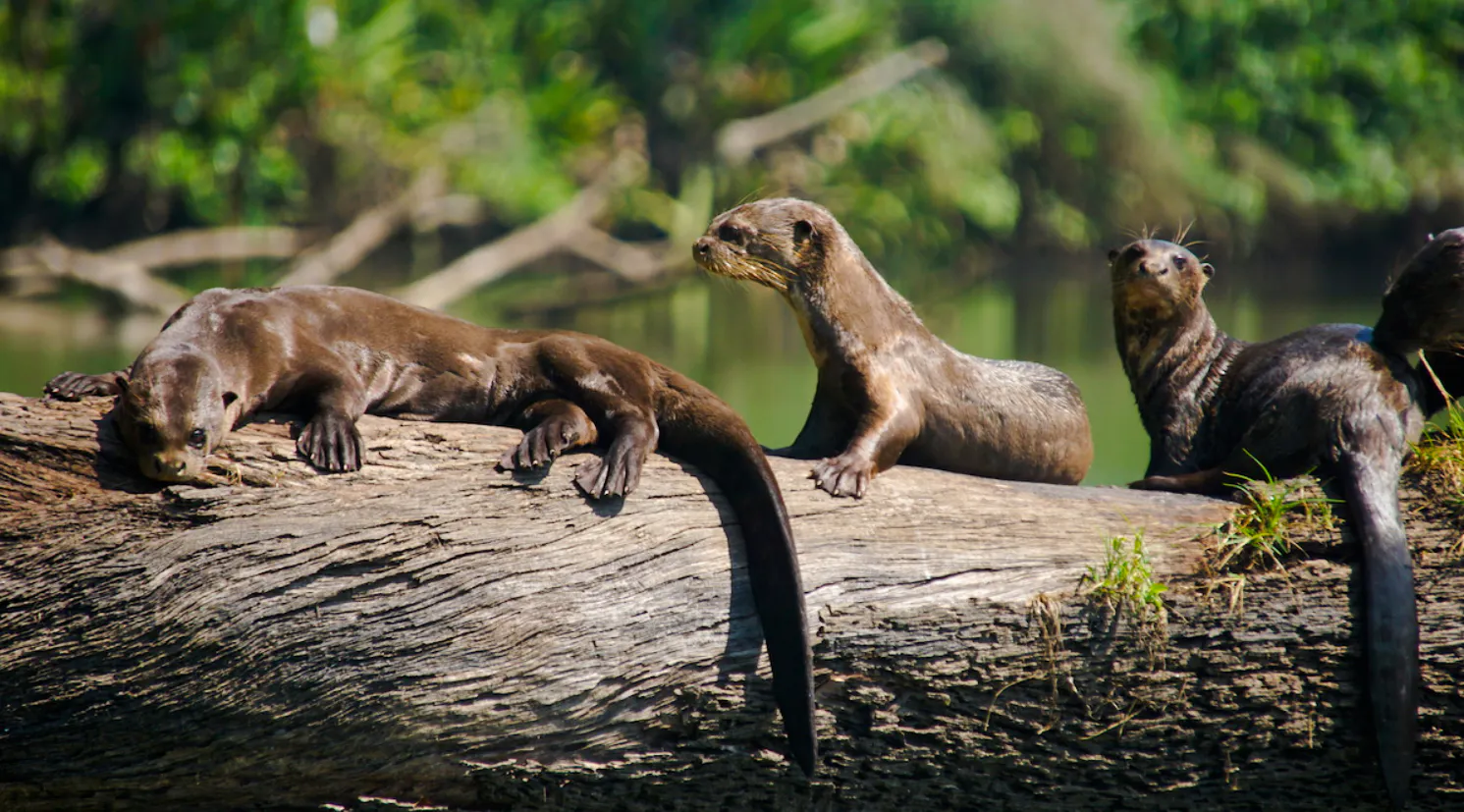 From Cusco: 4-Day Puerto Maldonado, Tambopata & Sandoval Lake Tour Image 6